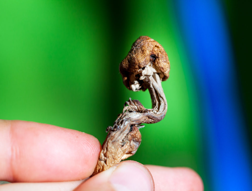 Psychedelic shriveled mushroom in fingers